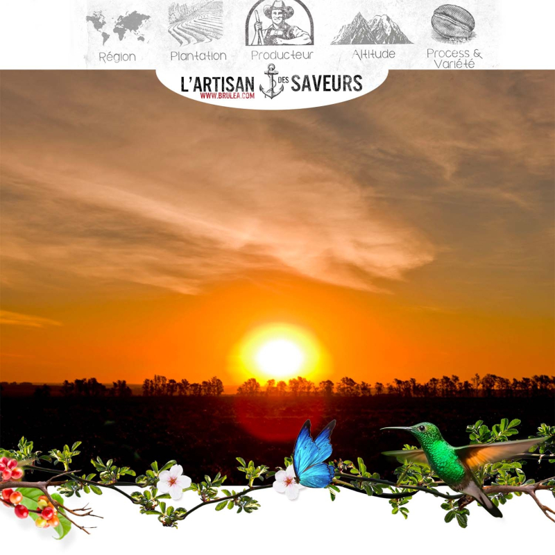 Café en grains du Brésil - Pleine Floraison 250 gr