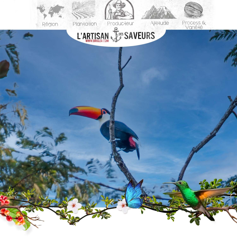 Café en grains du Brésil - Pleine Floraison 250 gr