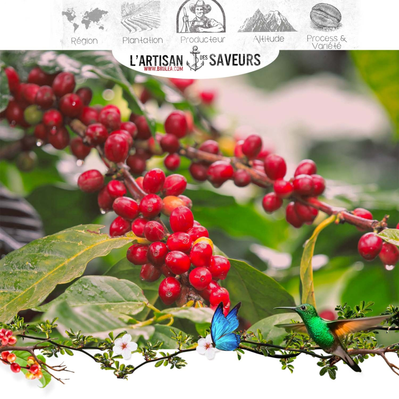 Café en grains du Brésil - Pleine Floraison 250 gr