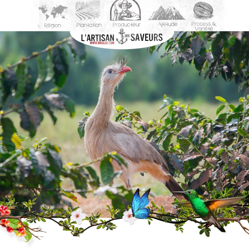 Café en grains du Brésil - Pleine Floraison 250 gr