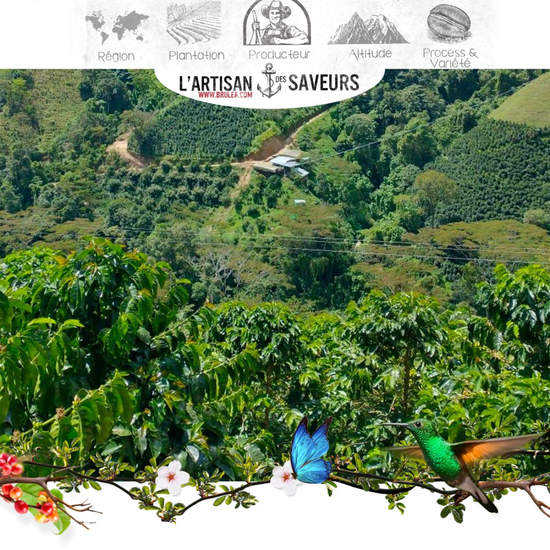 Café en grains de Colombie - huila el Descanso 250 gr