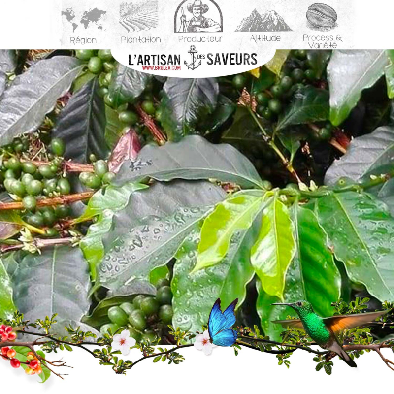 Café en grains de Colombie - huila el Descanso 250 gr