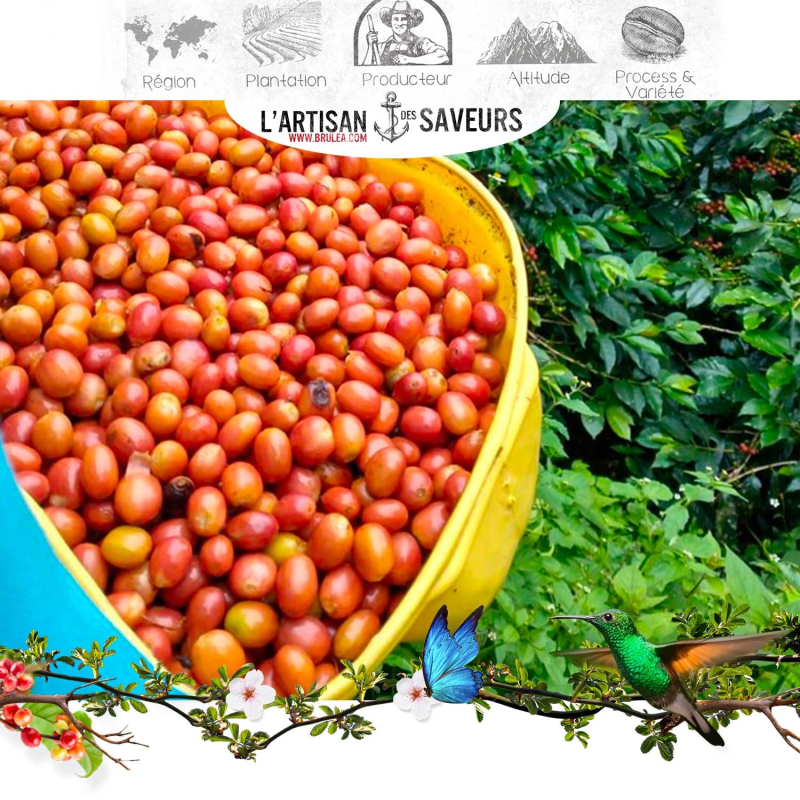 Café en grains de Colombie - huila el Descanso 250 gr