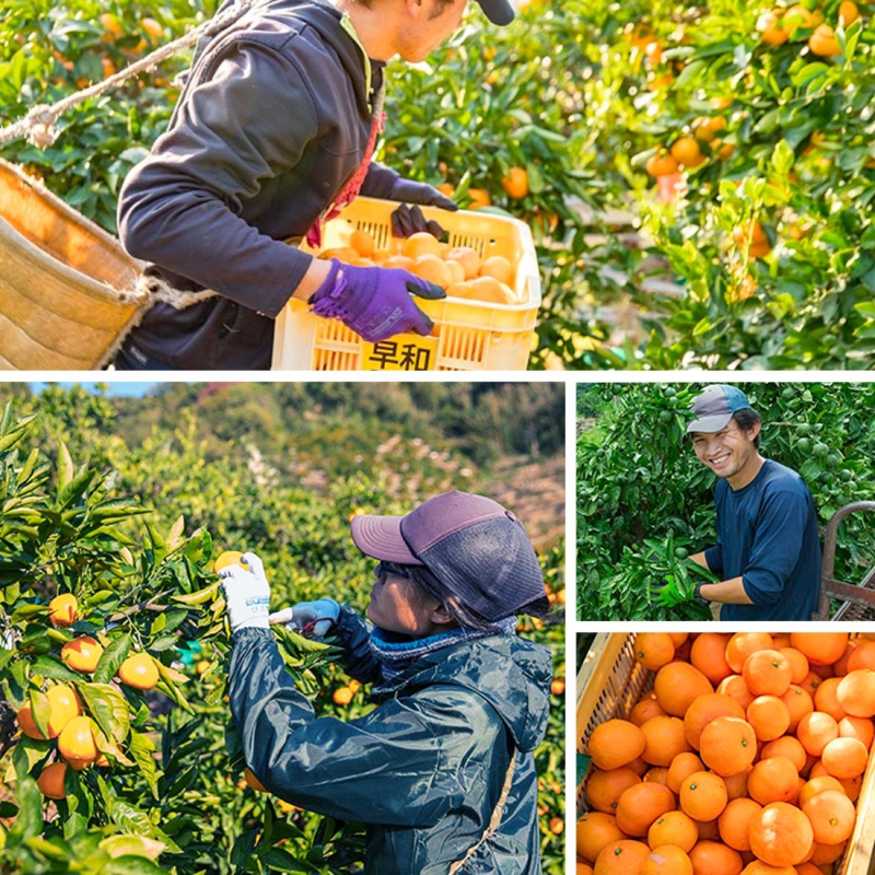 Ponzu de Mikan: L'harmonie Parfaite du Ponzu à Base de Jus de Mikan - 360 ml 2