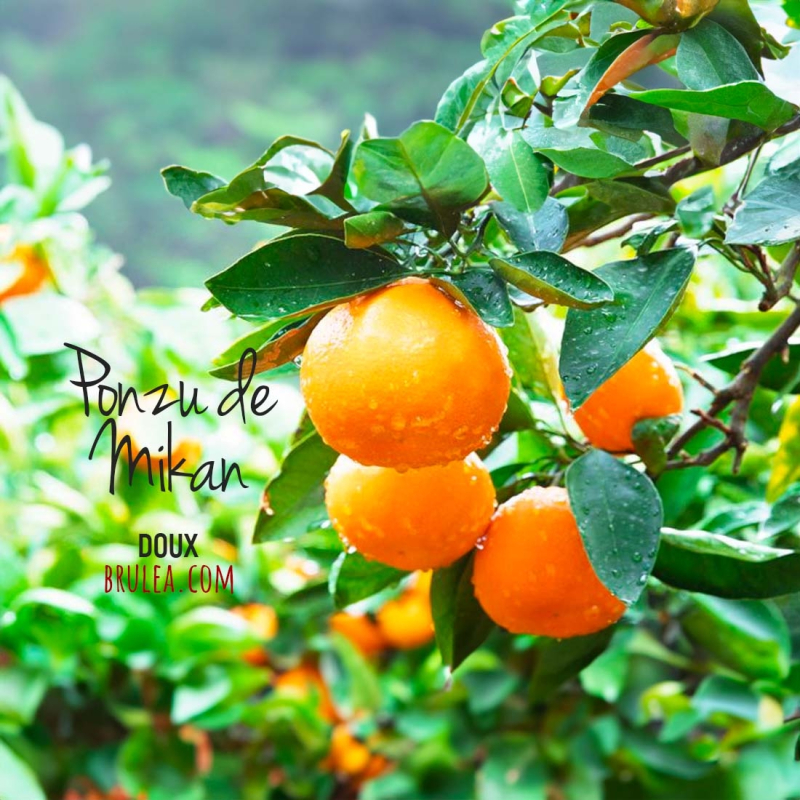 Ponzu de Mikan: L'harmonie Parfaite du Ponzu à Base de Jus de Mikan - 360 ml