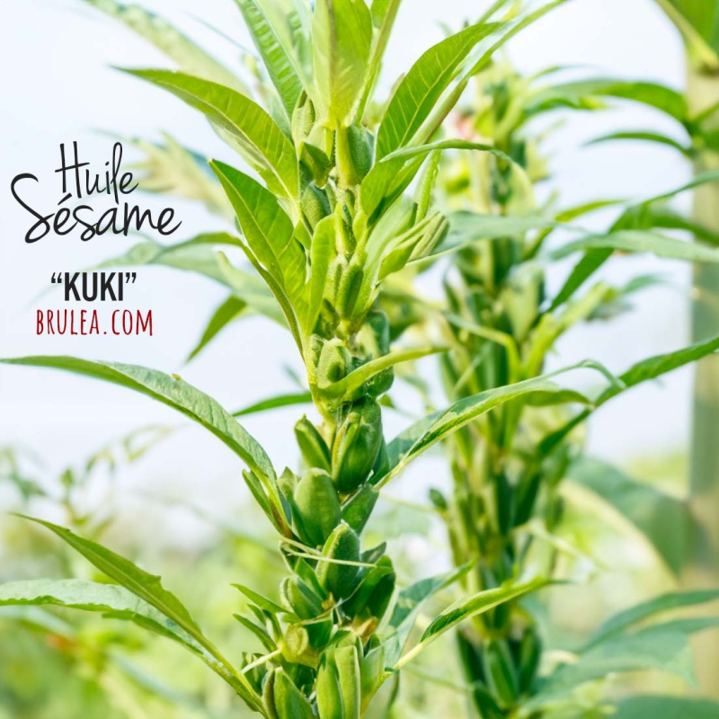Huile de sésame 'Kuki' 340ml 2