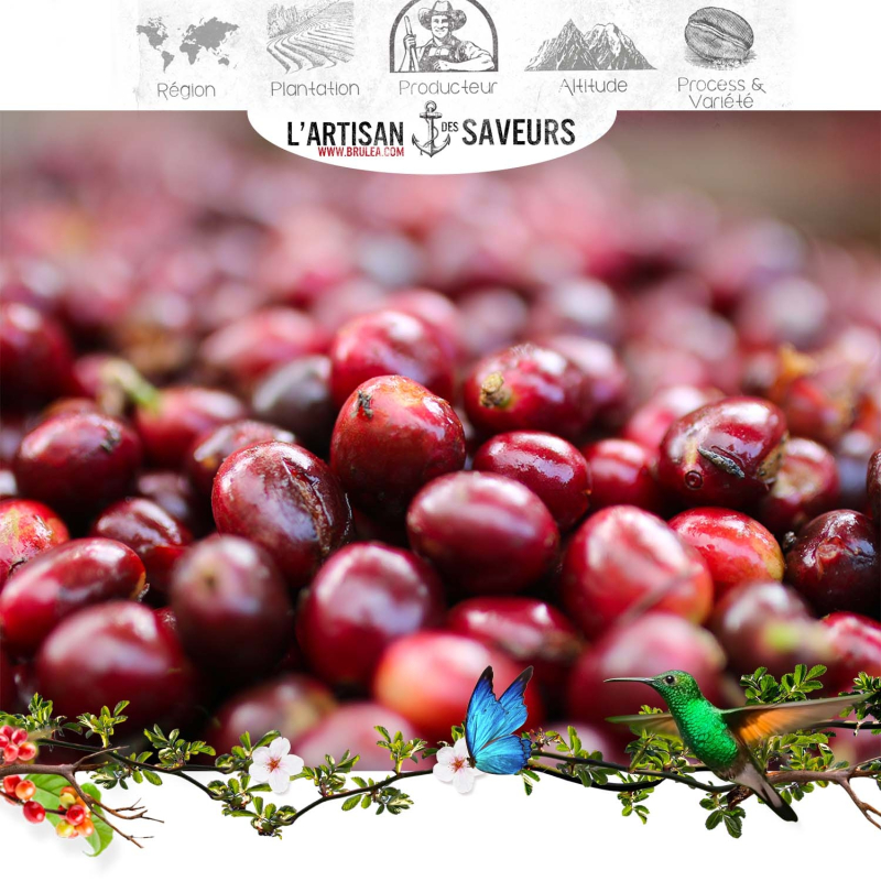 Café en grains Furla d'Éthiopie torréfié - Certifié Naturel - 250gr
