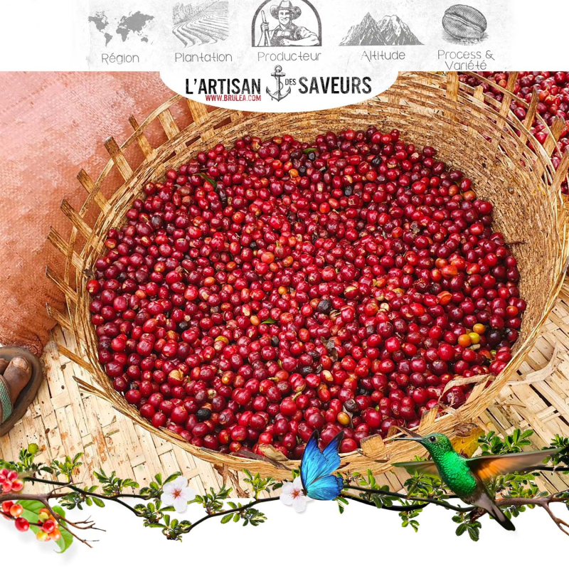 Café en grains Furla d'Éthiopie torréfié - Certifié Naturel - 250gr