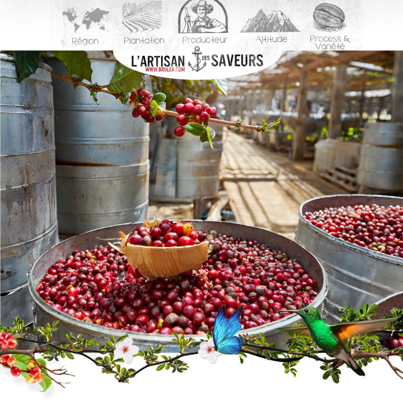 Café en grains Negele Gorbitu d'Éthiopie torréfié - Yrgacheffe - 250gr