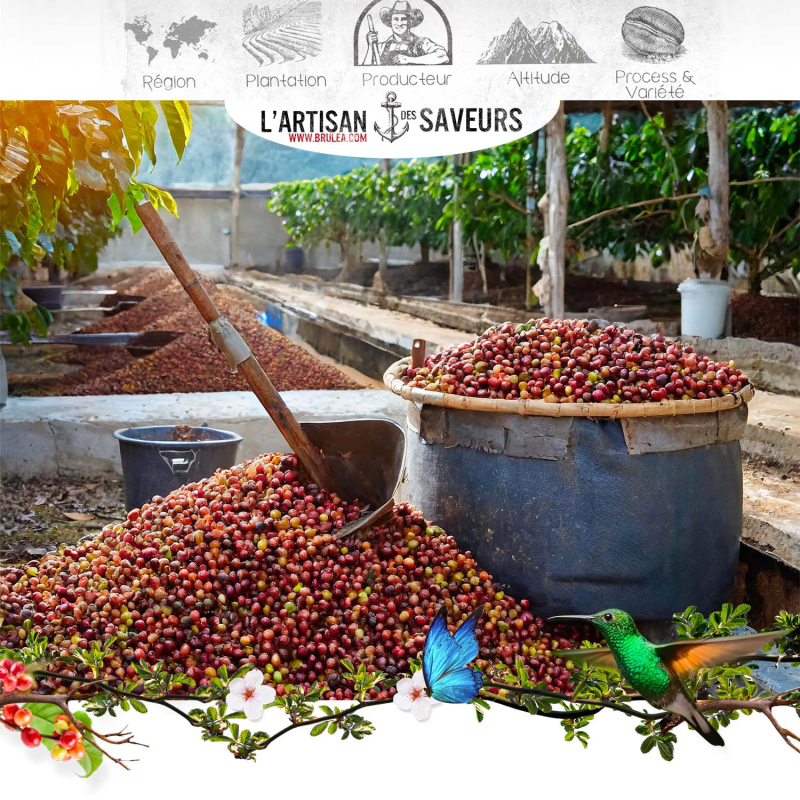 Café en grains Negele Gorbitu d'Éthiopie torréfié - Yrgacheffe - 250gr