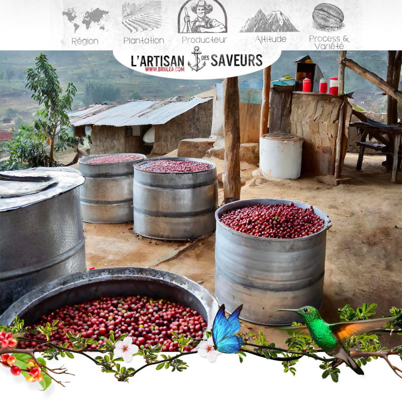Café en grains Negele Gorbitu d'Éthiopie torréfié - Yrgacheffe - 250gr