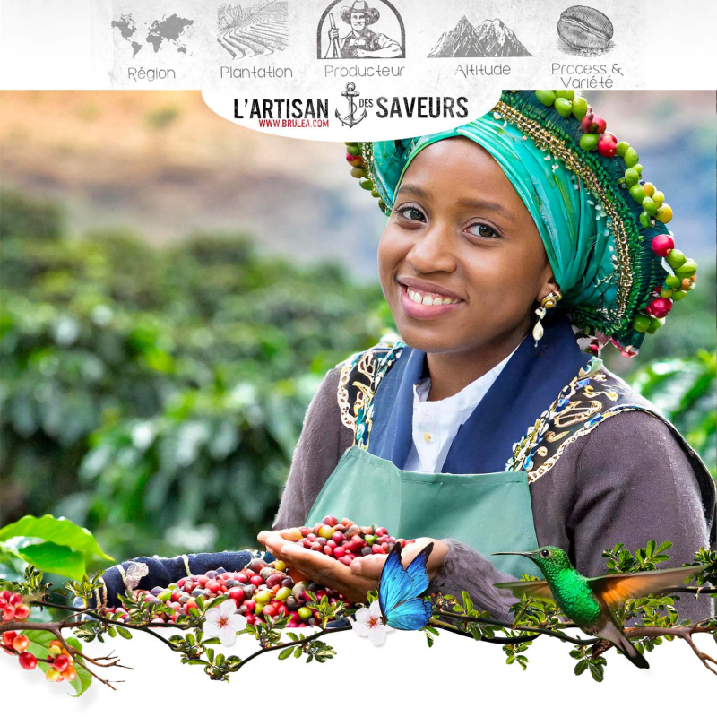 Café en grains Negele Gorbitu d'Éthiopie torréfié - Yrgacheffe - 250gr