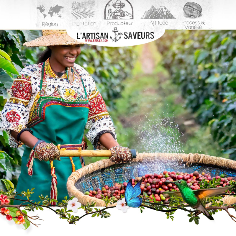 Café en grains Negele Gorbitu d'Éthiopie torréfié - Yrgacheffe - 250gr