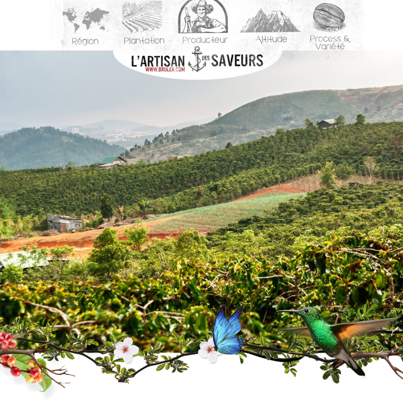 Café en grains du Vietnam région Dalat 250 gr