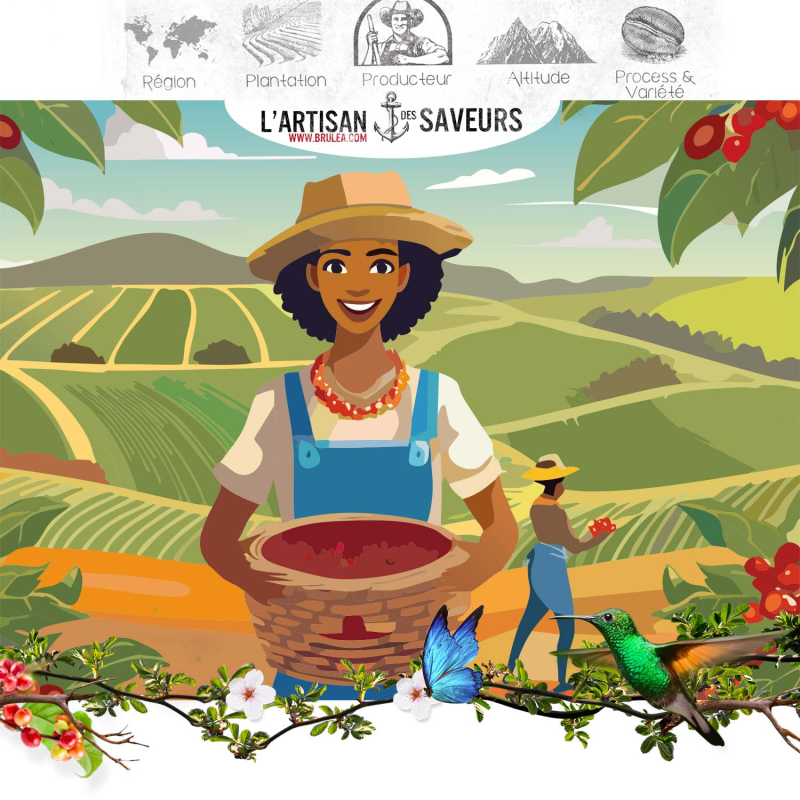 Café en grains Eira Rua du Brésil – Process Honey – notes de chocolat, fruits secs et zeste d’orange. 2