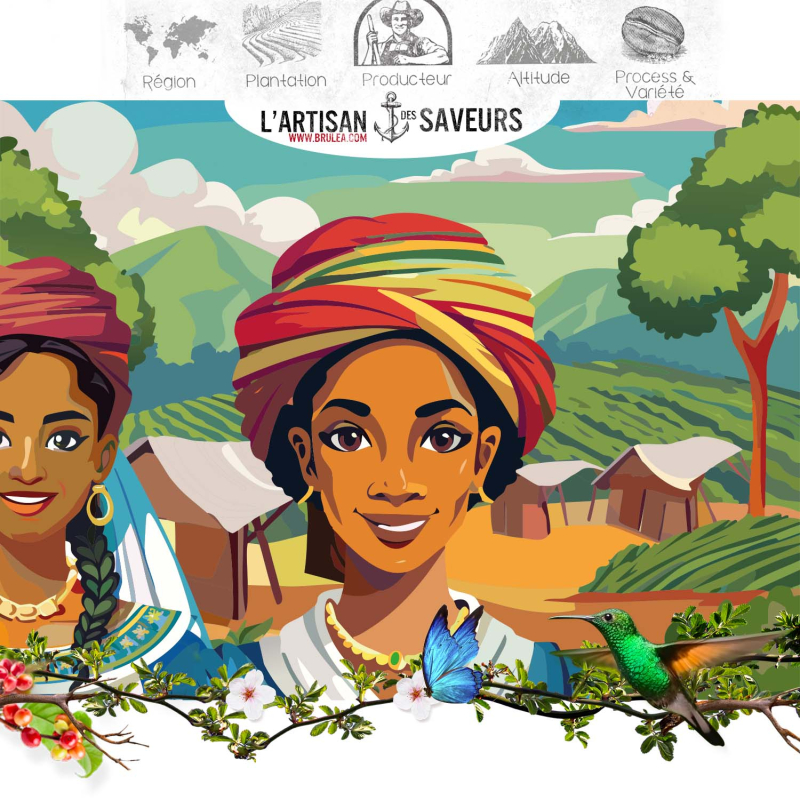 Café en grains Sheebaa – Éthiopie – Yirgacheffe – Washed-Ferment – 250 g 2