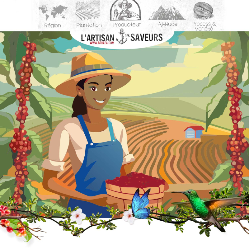 Café de spécialité Brésil Sundrop – Natural | Brûléa 2