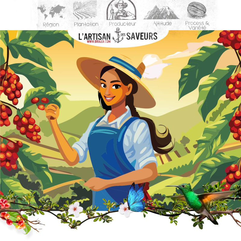 Café moulu Costa Rica - Processus Honey - 250gr 2