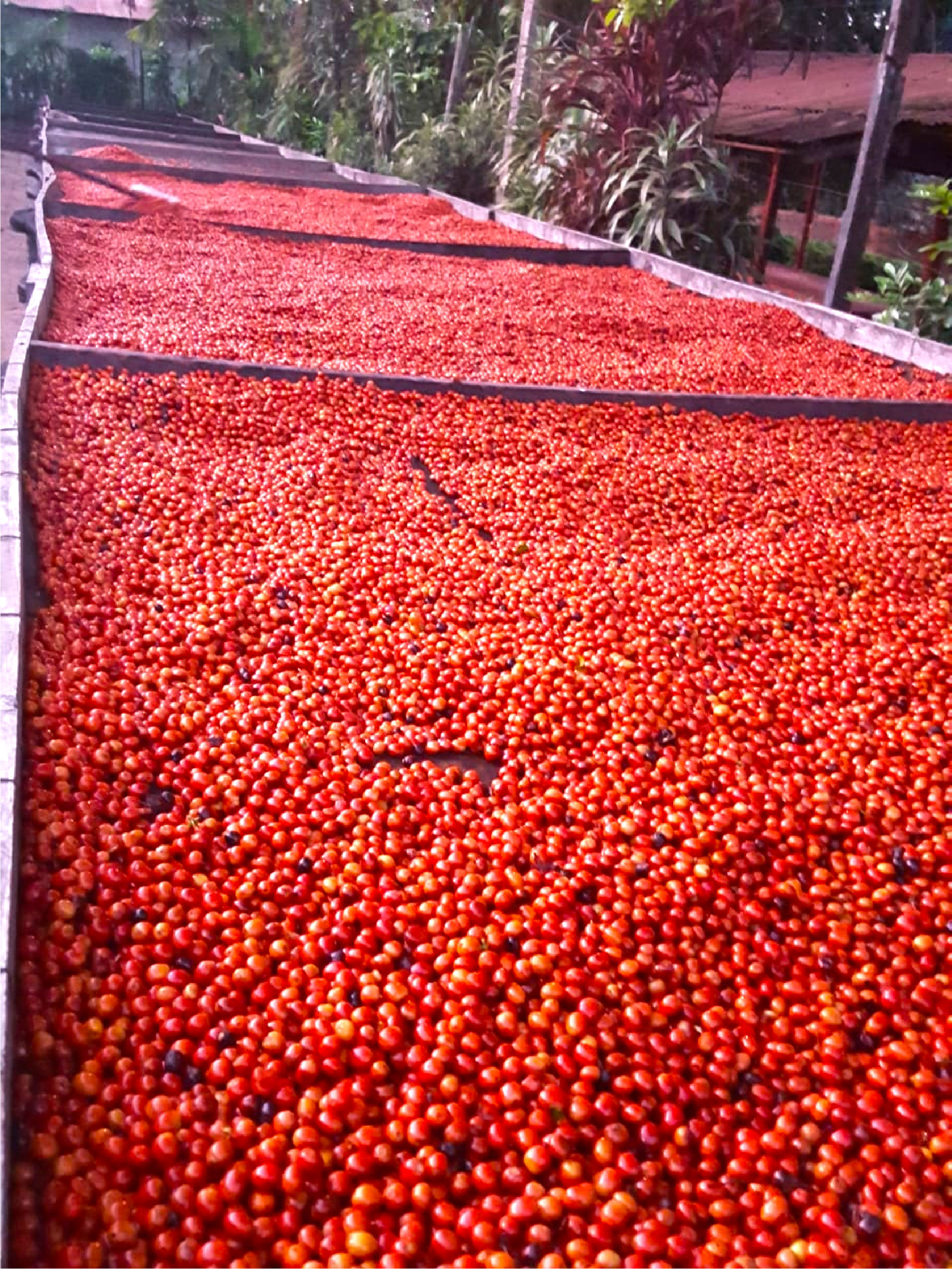 Café en grain Ahuachapan du Salvador – Le café qui fume