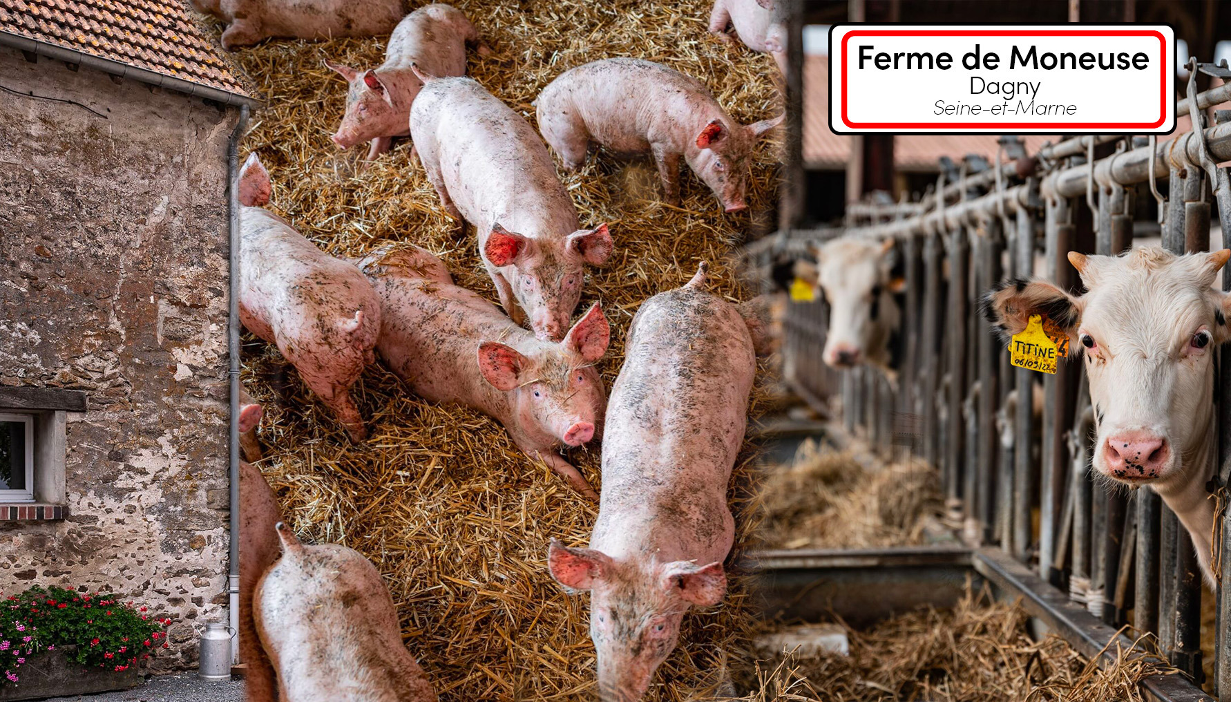 La Ferme de Moneuse : Un héritage de saveurs au cœur de la Brie