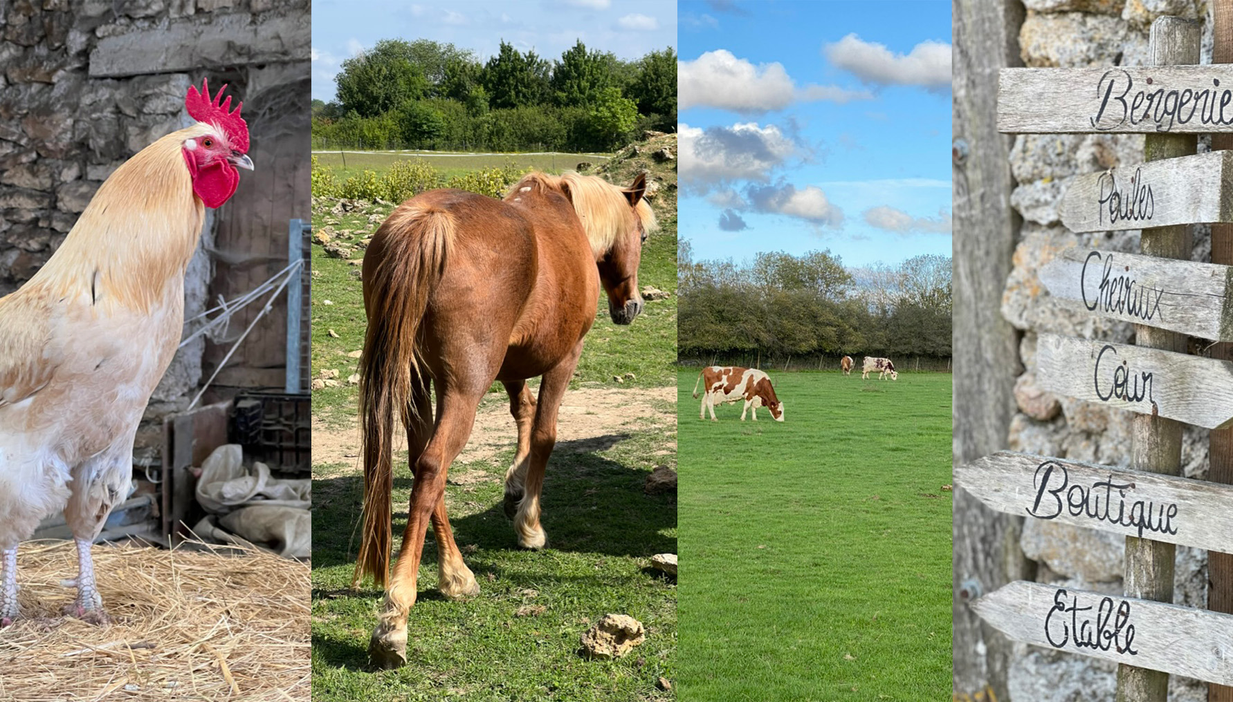 Ferme de Courcelles : Une exploitation familiale engagée pour une agriculture durable en Seine-et-Marne